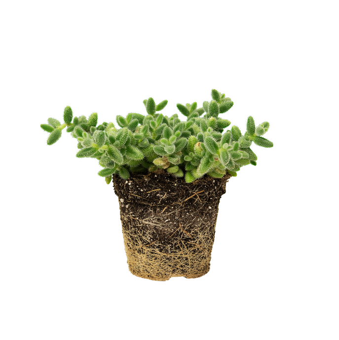 Delosperma echinatum